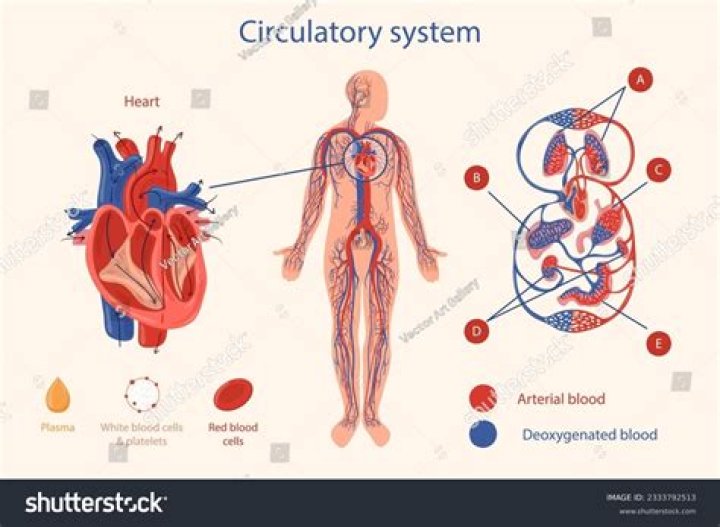A Journey through the Vital Heart and Vein: Understanding the Core of Our Circulatory System