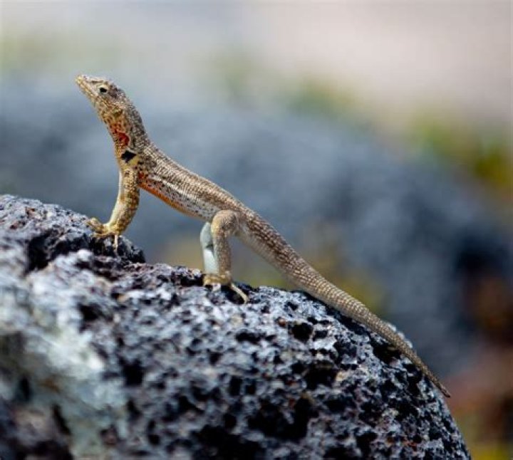 Captivating Footage: Lizards on the Sands of Singapore