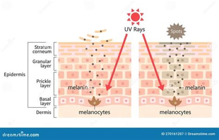 Daisey Melanin: The Rising Star in the World of Skin Science