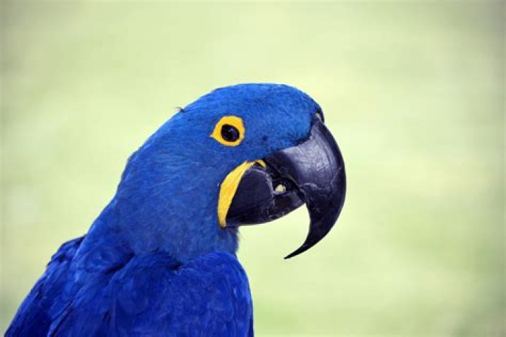 Discovering the Blue Macaw: A Bird of Beauty and Intelligence