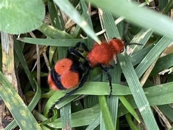 Discovering the Eastern Velvet Ant: Nature's Intriguing Parasitic Wasp