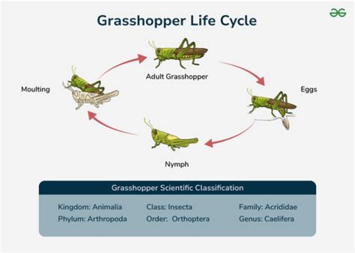 Discovering the Fascinating World of Grasshopper Eggs