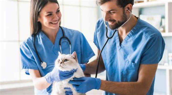 Discovering the Heart of Animal Care: Edinburg Vet