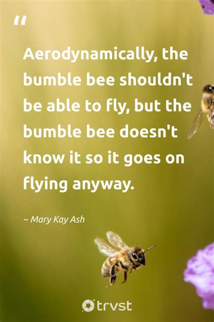Discovering the Magic of Humblebee and Me
