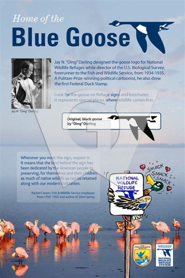 Discovering the Mystique of the Blue Goose