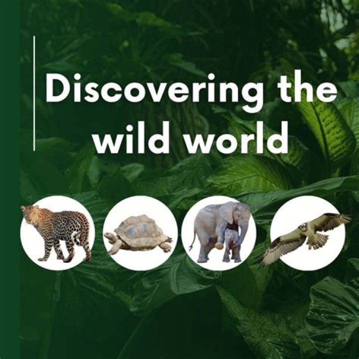Discovering the Wild World of Jungle Joes