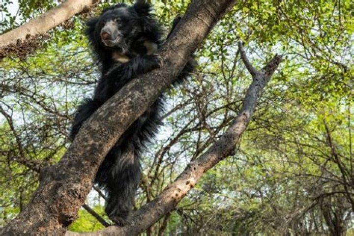 Do Grizzly Bears Climb Trees? Unraveling the Mystique of Nature’s Giants