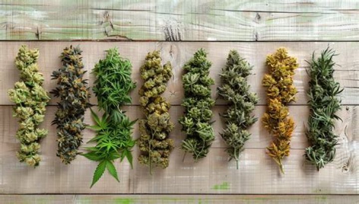 Dr. Ganja Hemp: The Ultimate Guide to Health Benefits and Effects