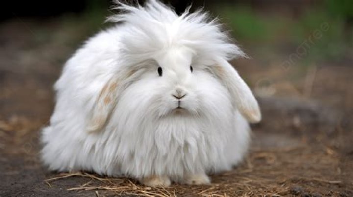 Embracing the Fluffy World: A Journey Through Softness