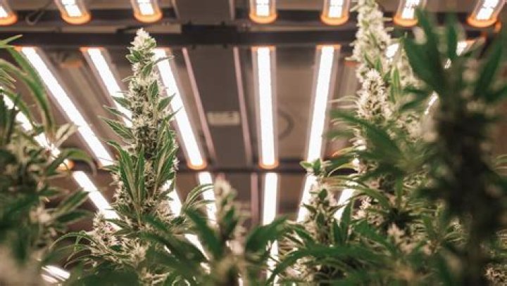 Essential Cannabis Equipment Financing: Get the Gear You Need, Today