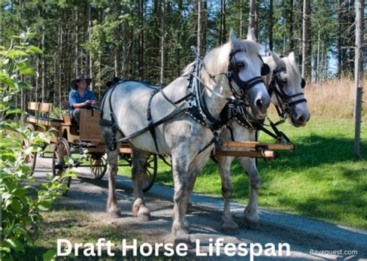 Exploring Horse Groom US Seasonal Jobs in Santa Cruz