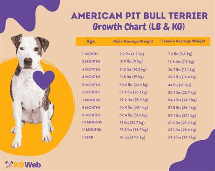 Exploring Pitbull Singer Height and Weight: The Complete Guide