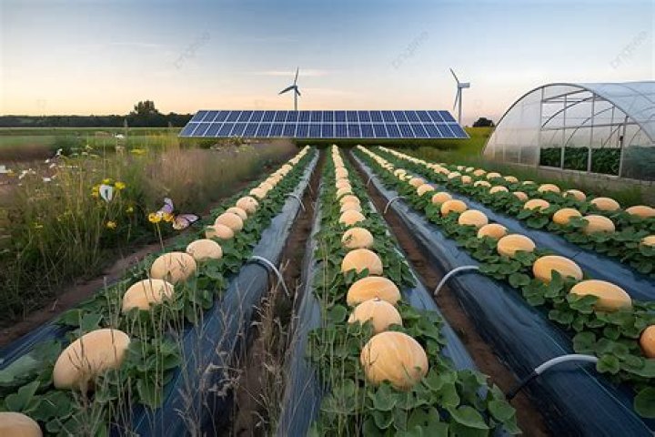 Exploring Salomelons: The Future of Sustainable Melon Farming