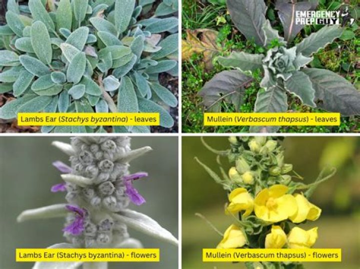 Exploring the Differences Between Lambs Ear and Mullein