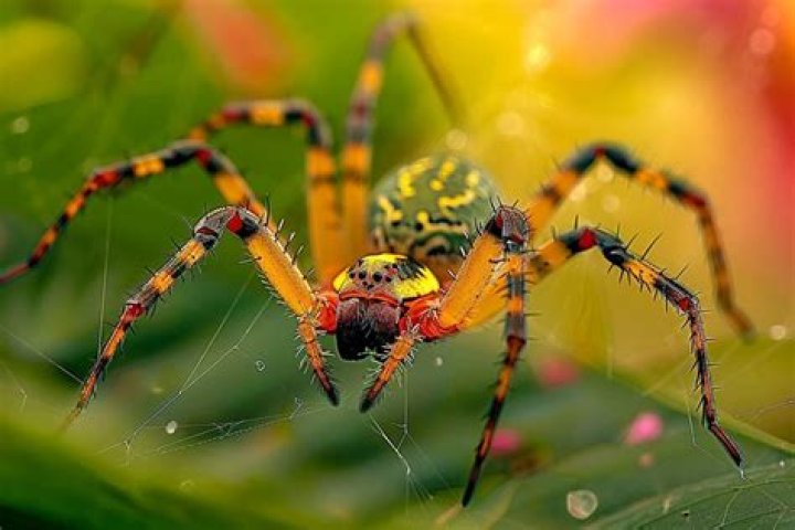 Exploring the Fascinating World of Spiders in Bali