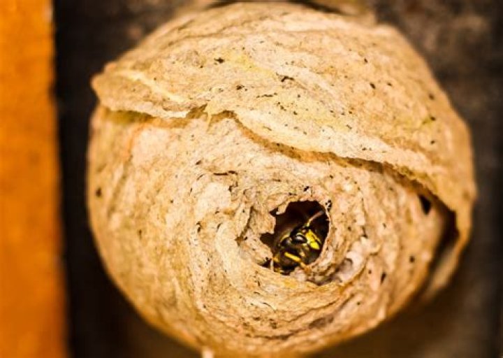 Exploring the Intricacies of an Inside Wasp Nest: A Fascinating Journey
