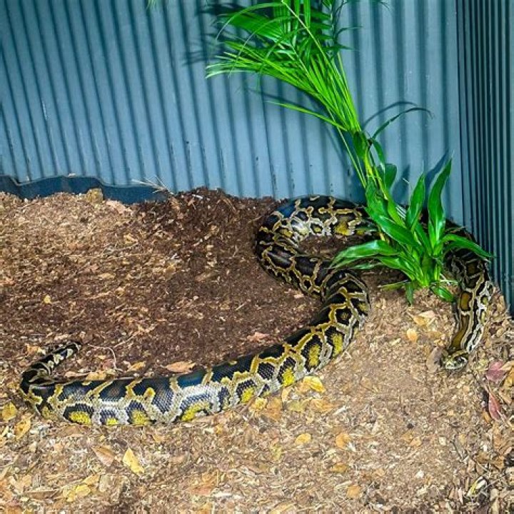 Exploring the Magnificent 198 lb Burmese Python