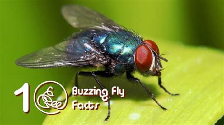 Fly Movie 2: The Buzzing Sequel You Can't Miss!