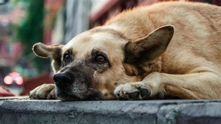 IMSkirby Dog Video: Your Ultimate Guide to Viral Dog Content