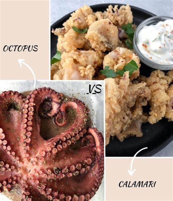 Is Calamari Octopus? Understanding the Delicious Seafood Dish