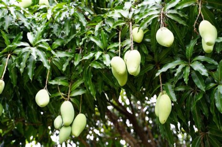 Mango Tropical: The King of Fruits in Paradise