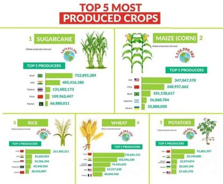 Maximize Your Harvest: Discover the Highest-Yielding Autoflowers