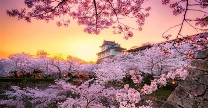 May 15 Flower Day: A Celebration of Blossoms and Nature