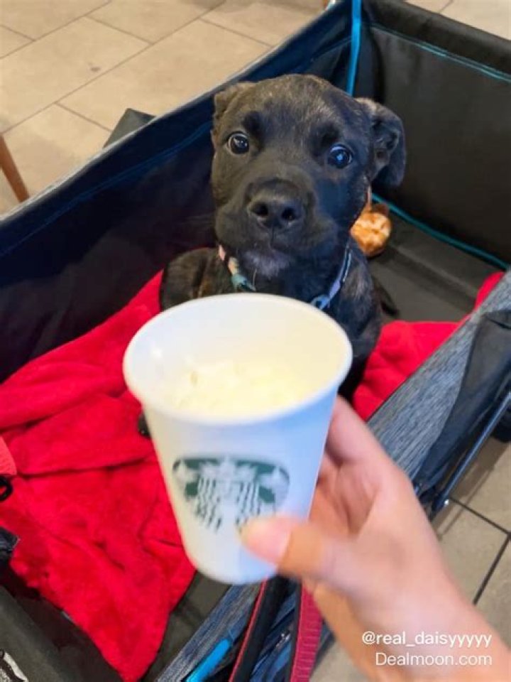 Paw-sitively Delicious: The Starbucks Pup Cup Experience