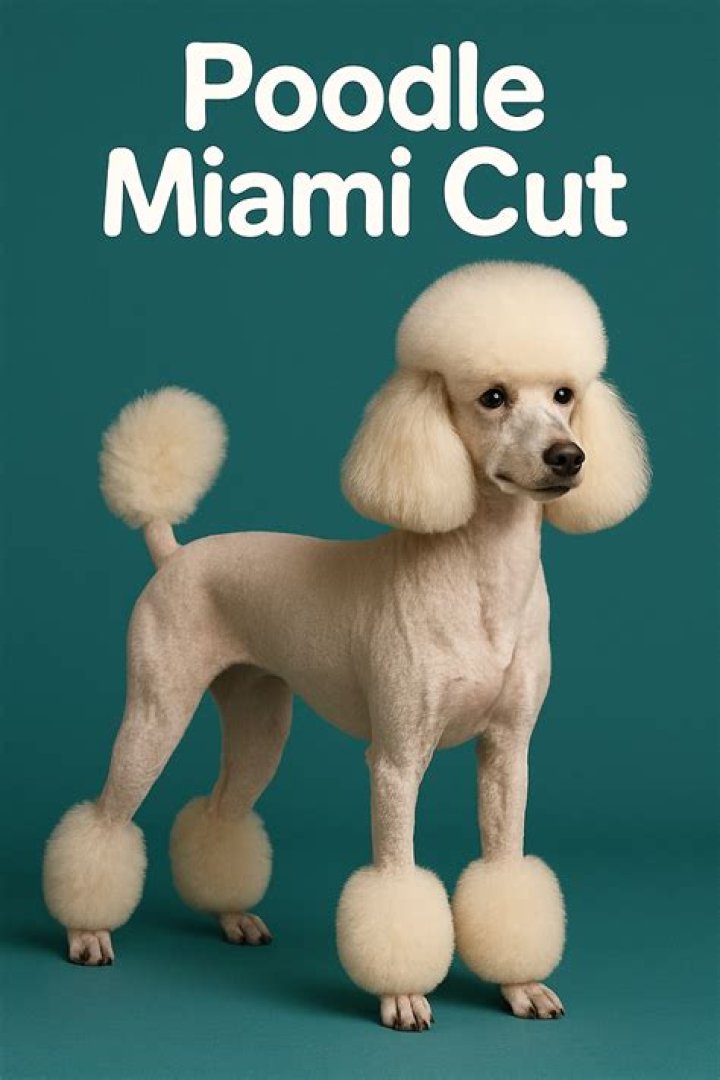 Poodle Miami Cut: The Trendy Grooming Style for Poodles
