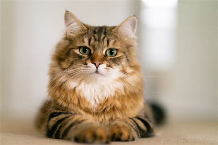 Siberian Kittens: Your Perfect Feline Companion Awaits
