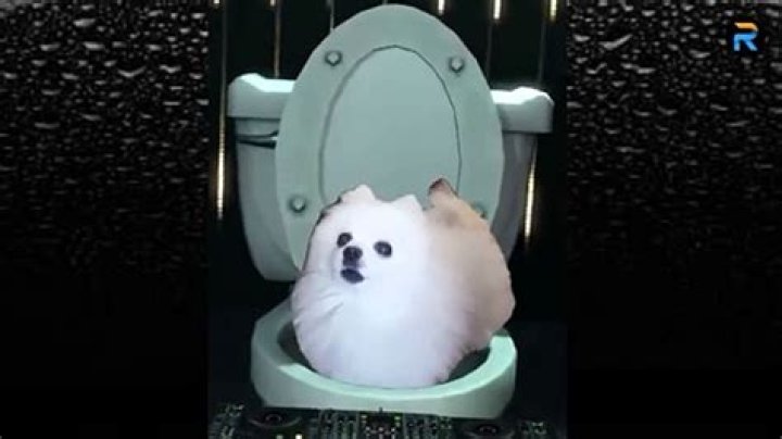 Skirby Dog Video: Your Ultimate Guide to Viral Frenzy and Pure Cuteness