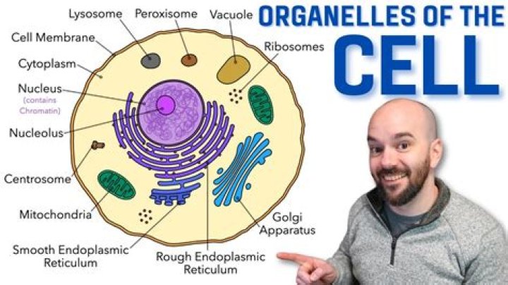 The Cells Inside This Structure Contain Many Green Organelles Called Fill: A Comprehensive Guide