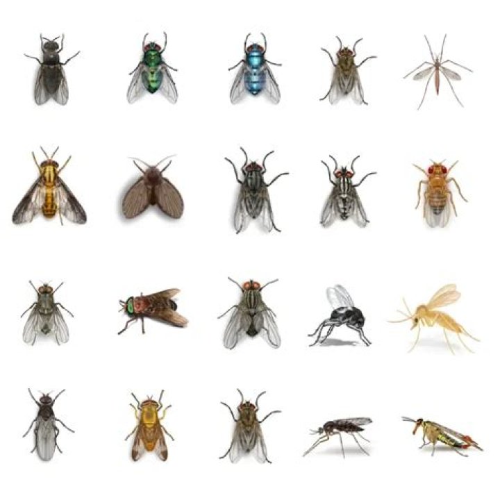 The Definitive Guide to Young Flies: Wikipedia's Extensive Resource