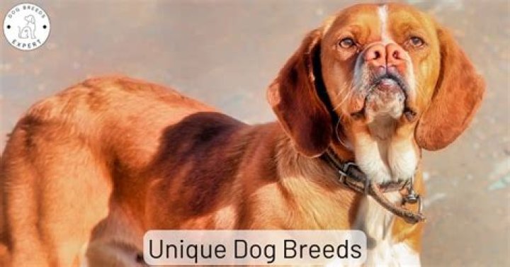 Ultimate Guide to Porter Dogs: Characteristics and Breeds