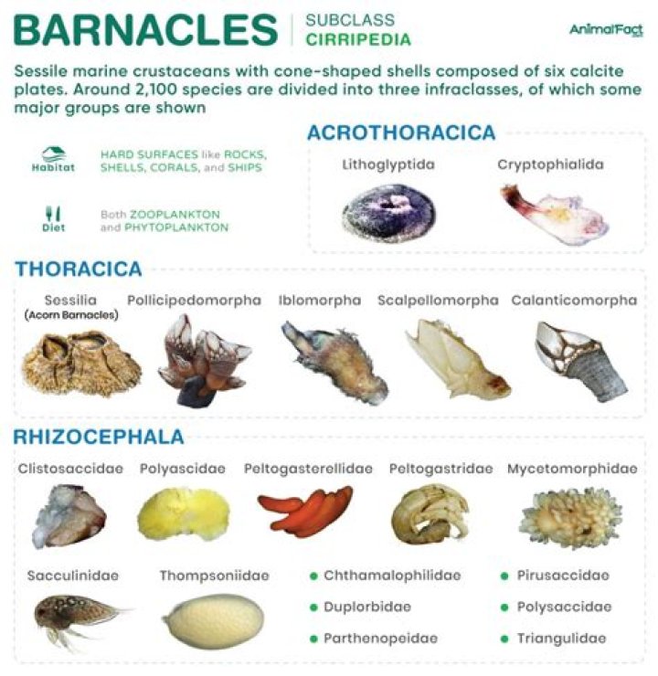 Understanding Barnacles: A Comprehensive Guide to These Marine Creatures