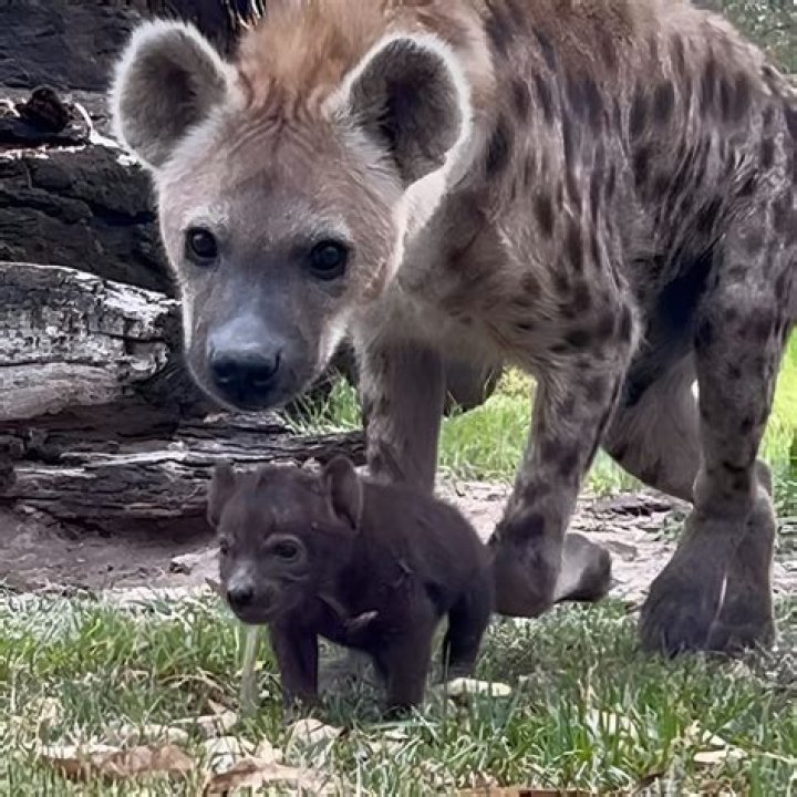 Understanding Hyena Birth: A Comprehensive Guide