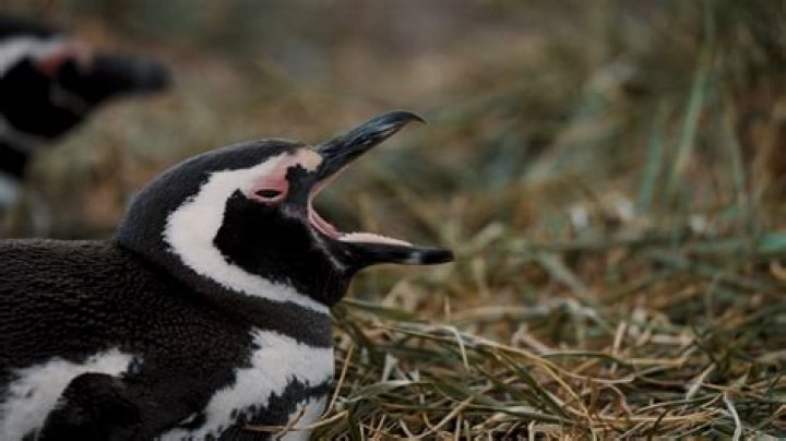 Understanding Penguin Teeth: Fascinating Facts and Insights