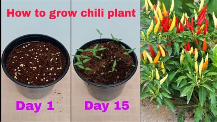 Understanding the Chilli Heeler: A Comprehensive Guide