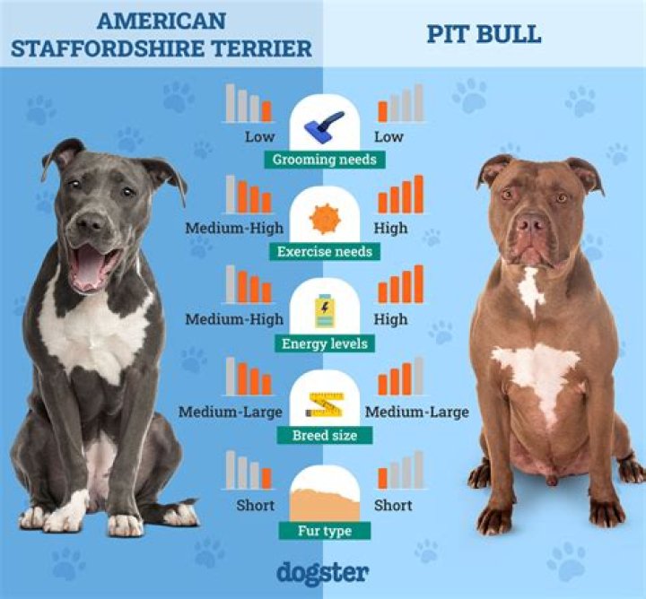 Understanding the Life of a Pitbull Wife