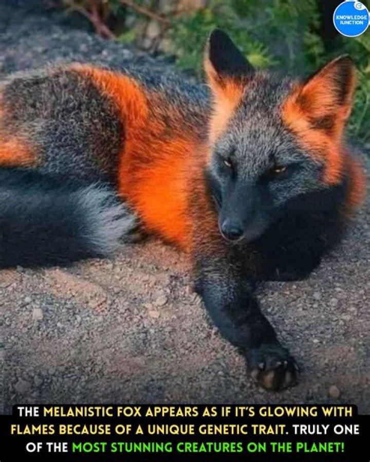 Understanding the Melanistic Fox: Nature's Rare Beauty