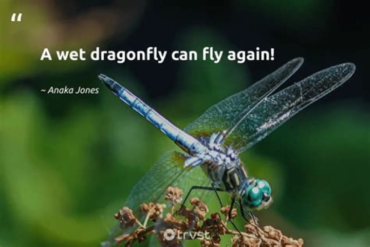 Unforgettable Quotes About Dragonflies: Lessons from Nature's Grace