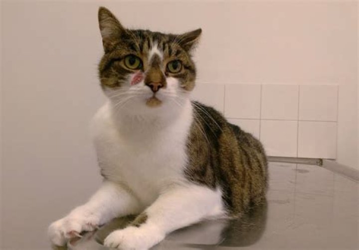 Unleashing the Charm of AAGMAL Cats: Your Ultimate Guide to Feline Royalty