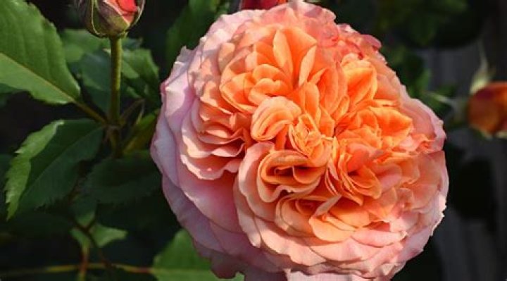 Unveiling the Enigma: Rose Hart Naked