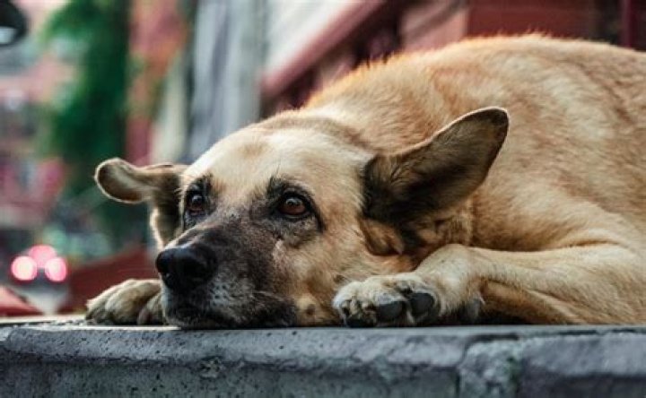 Unveiling the IMSKIRBY Dog Incident: A Story That'll Make You Howl with Laughter