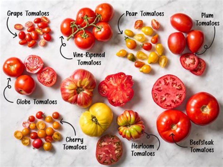 Unveiling the World of Major Tomatoes: Cultivation, Varieties, and Culinary Delights