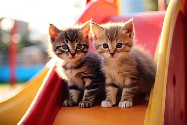 Whiskers of Joy: The World of Adorable Kitties