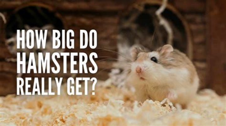 Why X Hamsters Are the Perfect Little Buddies for Your Home